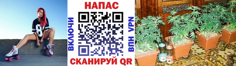 блэк спрут зеркало  Серафимович  МАРИХУАНА семена 